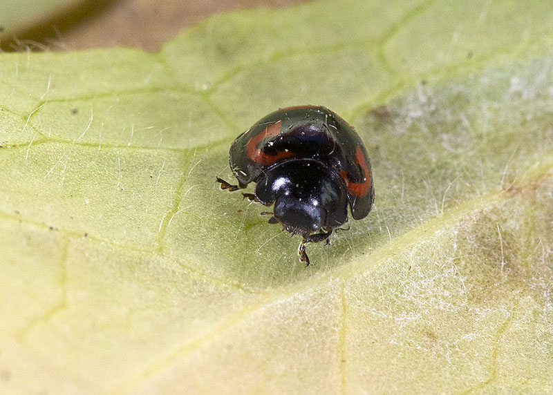 Coccinellidae: Exochomus quadripustulatus